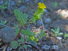 Senecio teneriffae