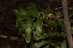 Alectryon subcinereus