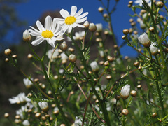 Argyranthemum adauctum image