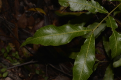 Alectryon subcinereus