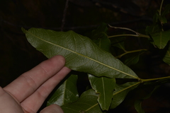 Alectryon subcinereus