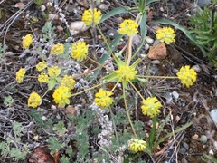 Bupleurum americanum