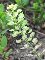 Lepidium ramosissimum