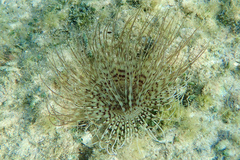 Pachycerianthus solitarius