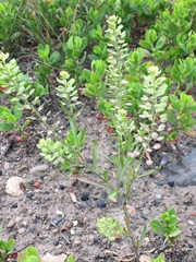 Lepidium ramosissimum