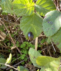 Helminthoglypta walkeriana