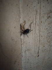 Coleoptera