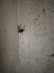 Coleoptera