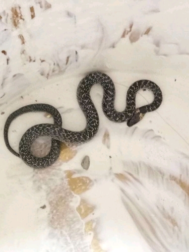 Common Wolf Snake