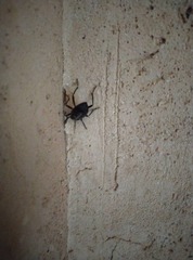 Coleoptera