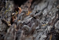 Tasmanicosa godeffroyi