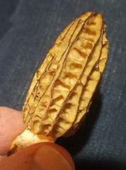 Morchella importuna