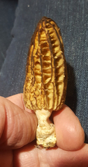 Morchella importuna