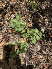 Aquilegia eximia