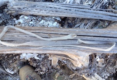 Masticophis fuliginosus