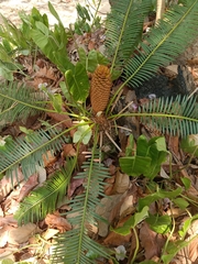 Cycas siamensis