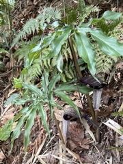 Arisaema thunbergii urashima