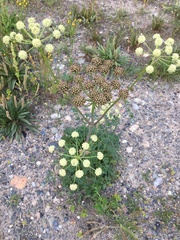 Cnidium cnidiifolium