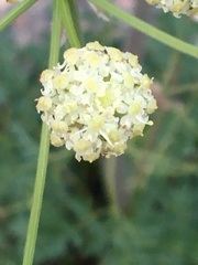 Cnidium cnidiifolium