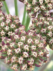 Cnidium cnidiifolium