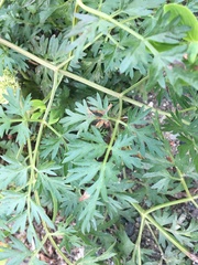 Cnidium cnidiifolium