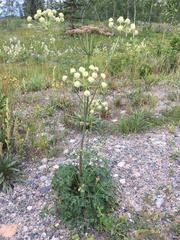 Cnidium cnidiifolium