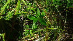 Traversia baccharoides