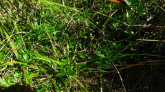 Traversia baccharoides