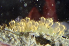Pycnoclavella stanleyi
