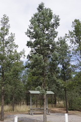 Callitris glaucophylla