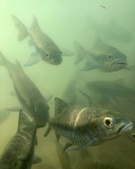 Neolissochilus stracheyi