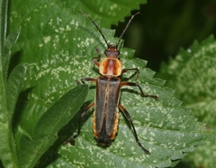 Chauliognathus obscurus