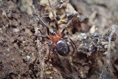 Steatoda livens
