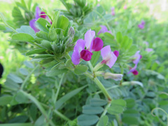 Vicia sativa