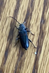 Semanotus amethystinus