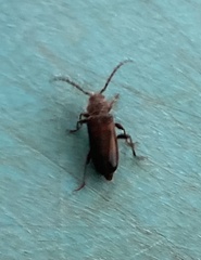 Semanotus amethystinus