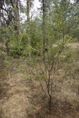 Acacia deanei