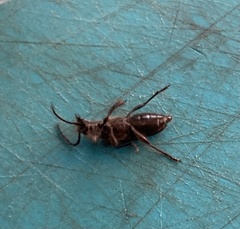 Semanotus amethystinus