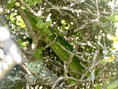 Naultinus gemmeus