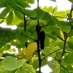 Huechys sanguinea
