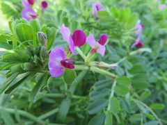 Vicia sativa