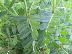 Vicia sativa