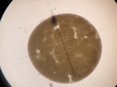 Phaeocystis