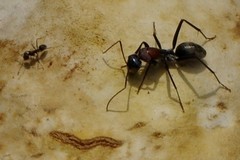 Camponotus ephippium