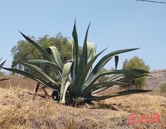 Agave mapisaga