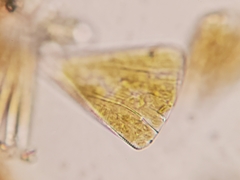 Licmophora