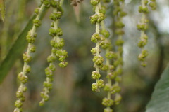 Quercus stenophylloides