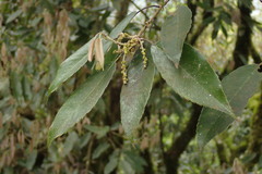 Quercus stenophylloides