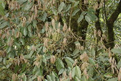 Quercus stenophylloides