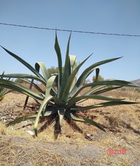 Agave mapisaga